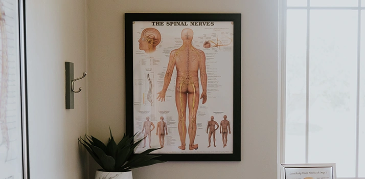 Spinal Nerves Poster